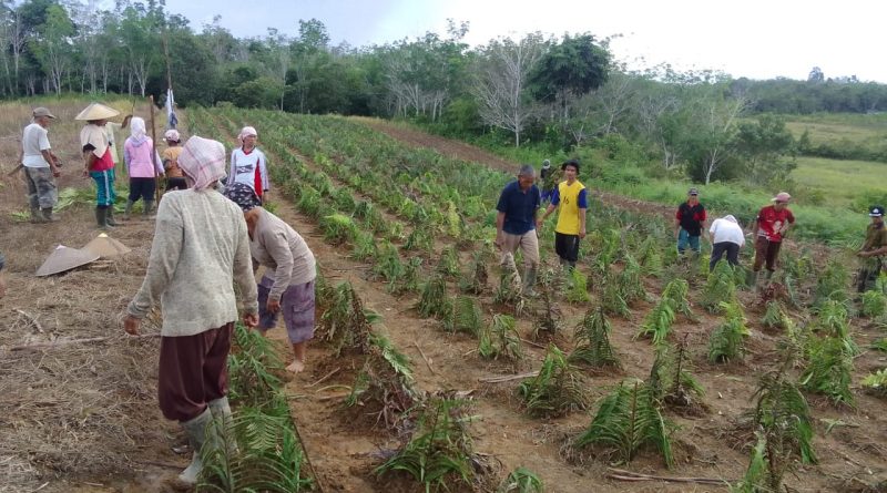 Kelompok Tani Multi Tani Desa Mangat Baru Kecamatan Dedai Kabupaten Sintang melaksanakan penanaman Cabe perdana